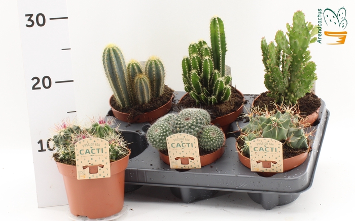 <h4>CACTUS GEM</h4>