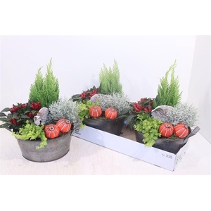 ARR TUINPLANTEN