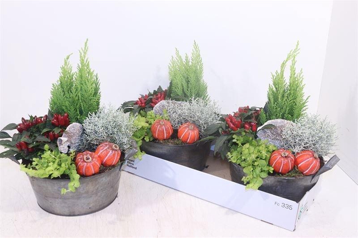 <h4>ARR TUINPLANTEN</h4>