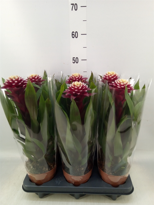 <h4>Guzmania  'Francesca'</h4>