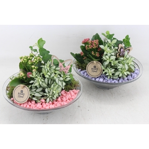 arr2 PL - Glas schaal 23cm - roze/lila