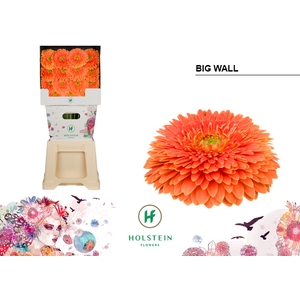 Gerbera Pomponi Big Wall Diamond