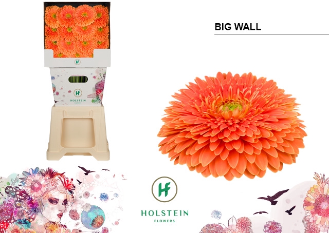 Gerbera Pomponi Big Wall Diamond