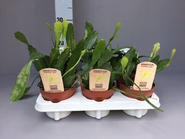<h4>Epiphyllum ...</h4>