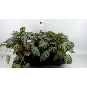 Begonia BD  'Silver Jewell'