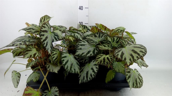 <h4>Begonia BD  'Silver Jewell'</h4>