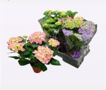 <h4>Hydr M Gem 7+</h4>