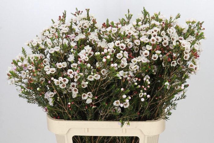 <h4>Chamelaucium Moonlight Delight</h4>