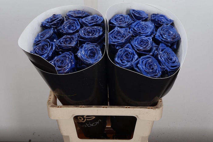 <h4>R Wx (rn) Blue</h4>