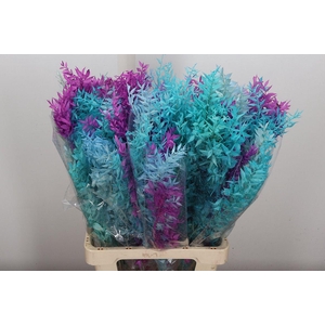 Pres Ruscus Bleached Col Mix Cool