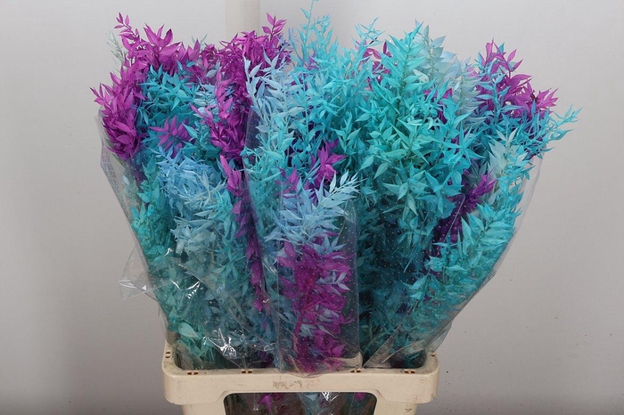 <h4>Pres Ruscus Bleached Col Mix Cool</h4>