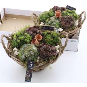 ARR SEMPERVIVUM