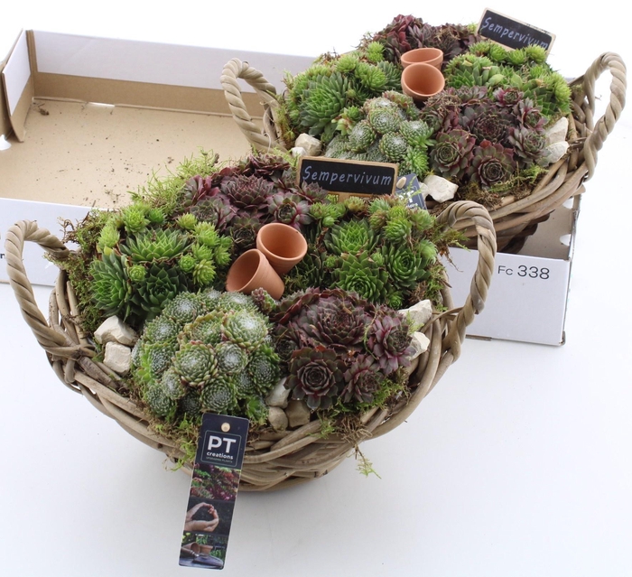 <h4>ARR SEMPERVIVUM</h4>