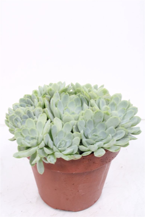 <h4>ECHEV ELEGANS</h4>