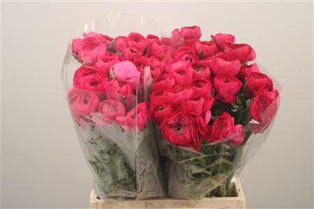 <h4>Ran El. Hot Pink Ex</h4>