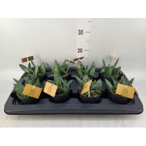 Aloe  'Paradisicum'