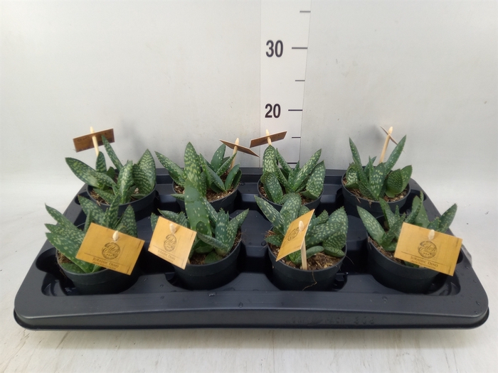 <h4>Aloe  'Paradisicum'</h4>