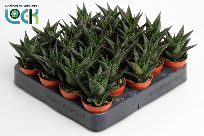 <h4>Haworthia Limifolia</h4>