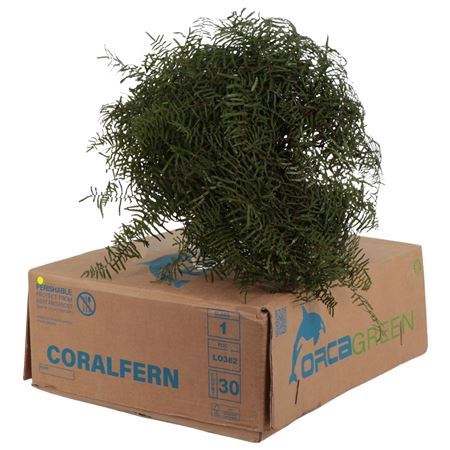 <h4>DEC KORAALFARN</h4>