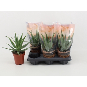 ALOE ARBORESCENS