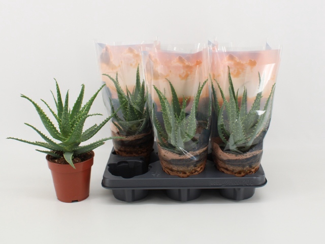 <h4>ALOE ARBORESCENS</h4>