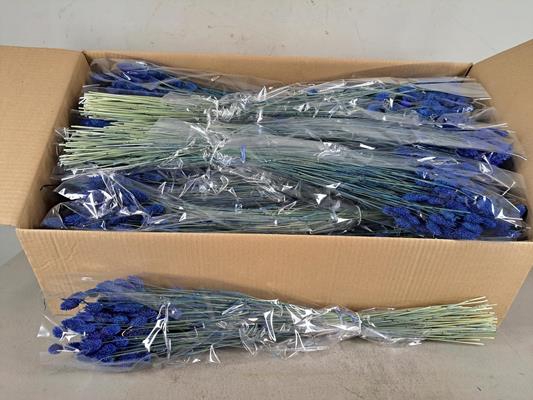 Df Phalaris Bs Dark Blue 100g