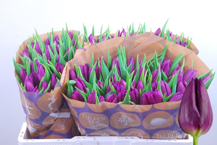 <h4>TU EN LAPTOP</h4>