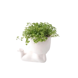 Arr.   Kamerplant Groen L%