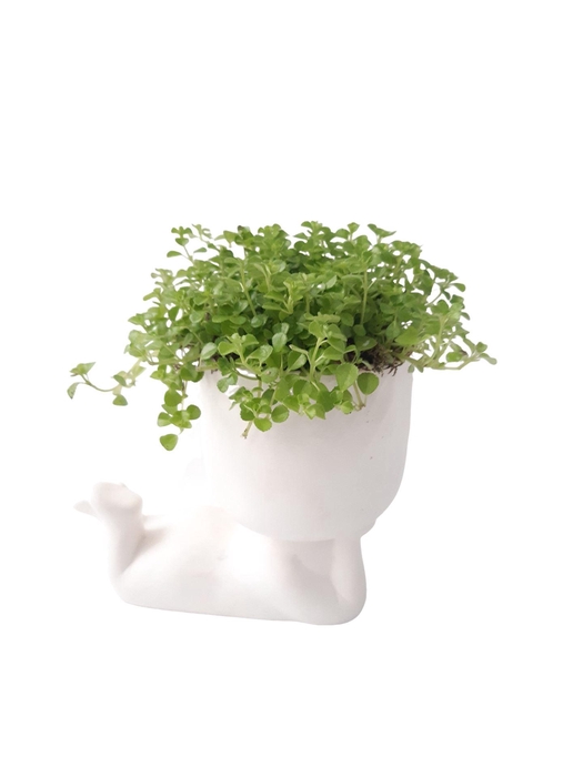 <h4>Arr.   Kamerplant Groen L%</h4>