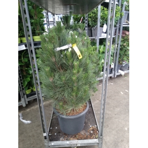 Pinus nigra