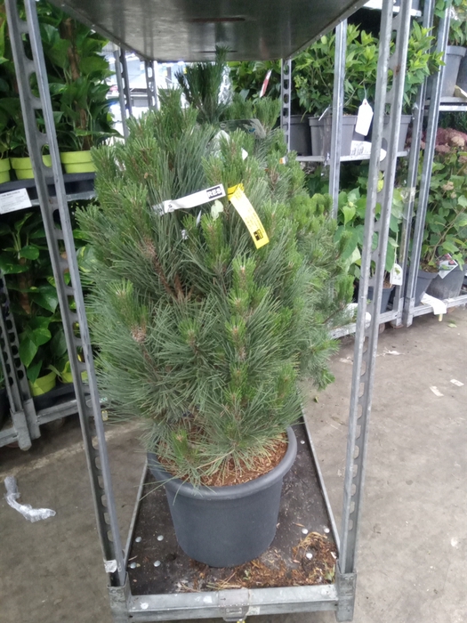 <h4>Pinus nigra</h4>