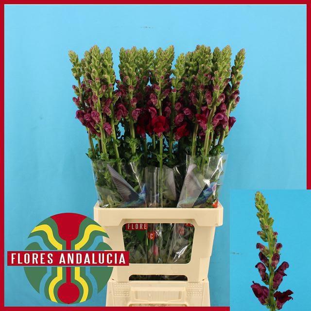 <h4>ANTIR POTO RED</h4>