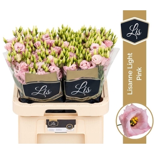 EUS G LISANNE L PINK PROMO