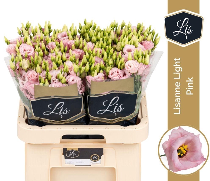 EUS G LISANNE L PINK