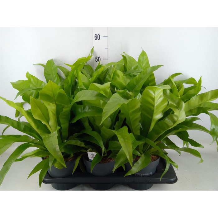 <h4>Asplenium antiquum</h4>