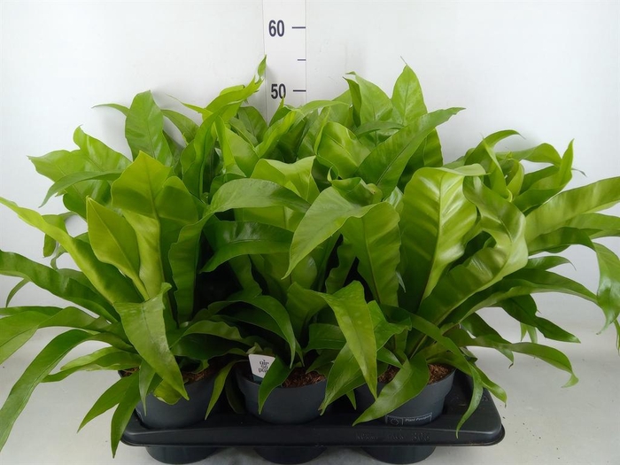 <h4>Asplenium antiquum</h4>