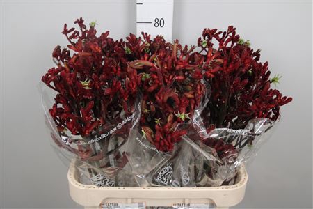 <h4>Anigoz Early Spring</h4>