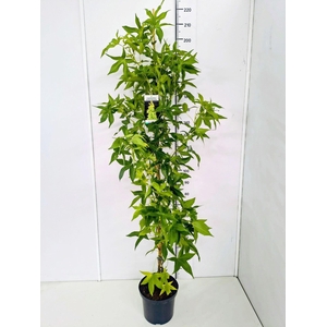Liquidambar