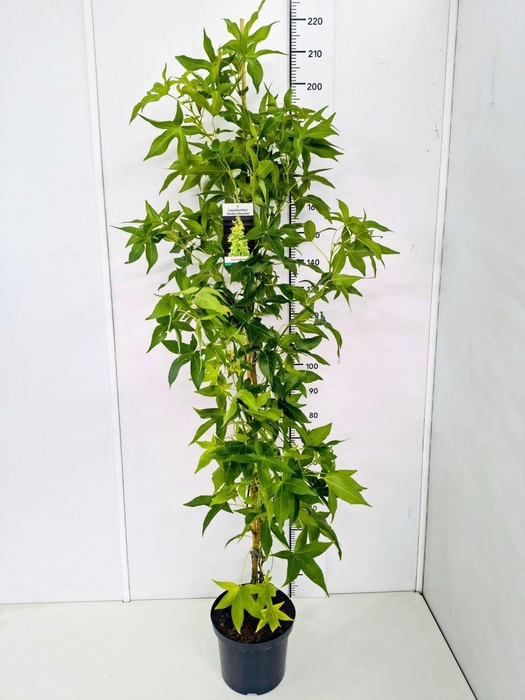 <h4>Liquidambar</h4>