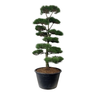 Pinus nigra nigra