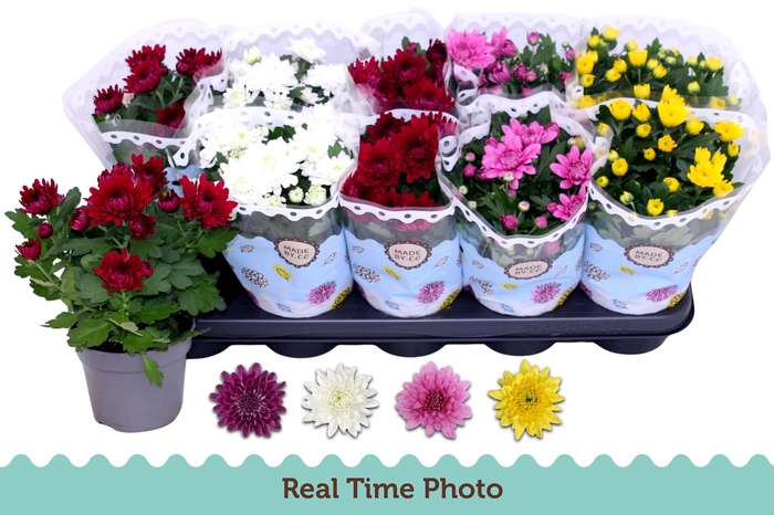 <h4>CHRYS GEVULDBL GEM</h4>