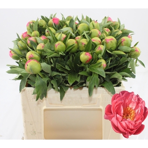 PAEO HH PINK HAWAI C