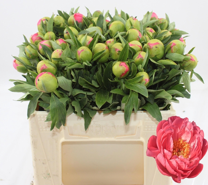 <h4>PAEO HH PINK HAWAI C</h4>