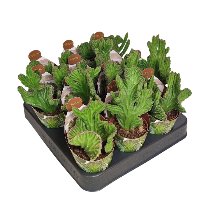 <h4>Stapelia Leendertziae Crestata Potcover</h4>