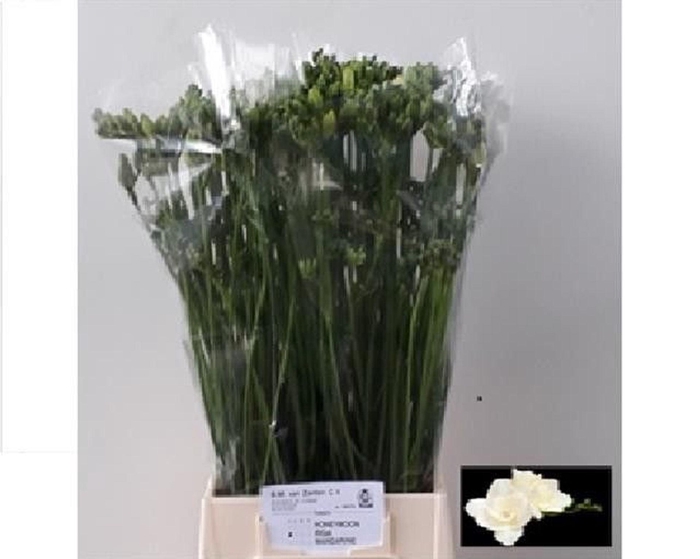 <h4>Freesia du Riga</h4>