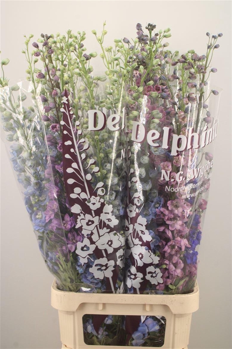 <h4>DELPH EL DEWI MIXED</h4>