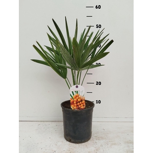 Chamaerops humilis
