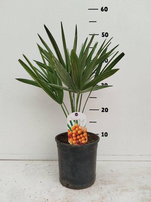 <h4>Chamaerops humilis</h4>