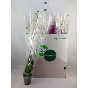 Phalaenopsis   ...mix
