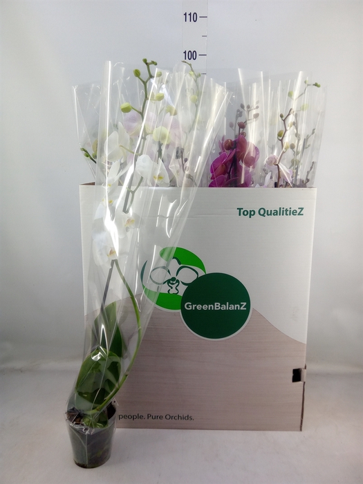 <h4>Phalaenopsis   ...mix</h4>